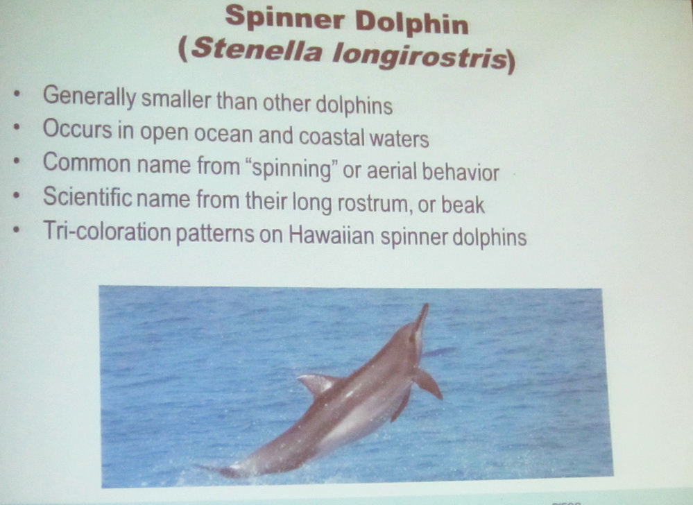 KCA  Testifies in favor of NOAA proposed protection of our Spinner Dolphins, nai’a,  on Thursday Evening