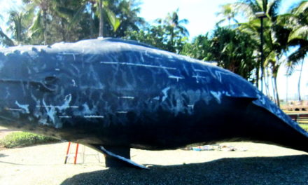 Kihei May Well Have a Whale Day Again In 2019 – Stay Tuned