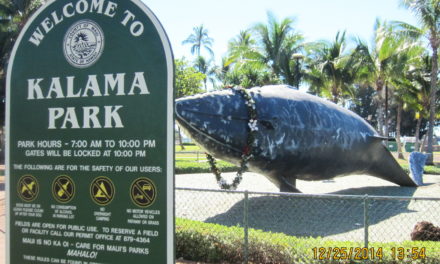 Kihei’s Deep Relationship with Humpback Whales